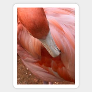 Flamingo Sticker